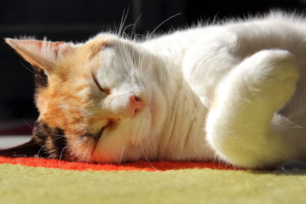 Cat lying on a carpet